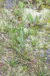 Longleaf buckwheat